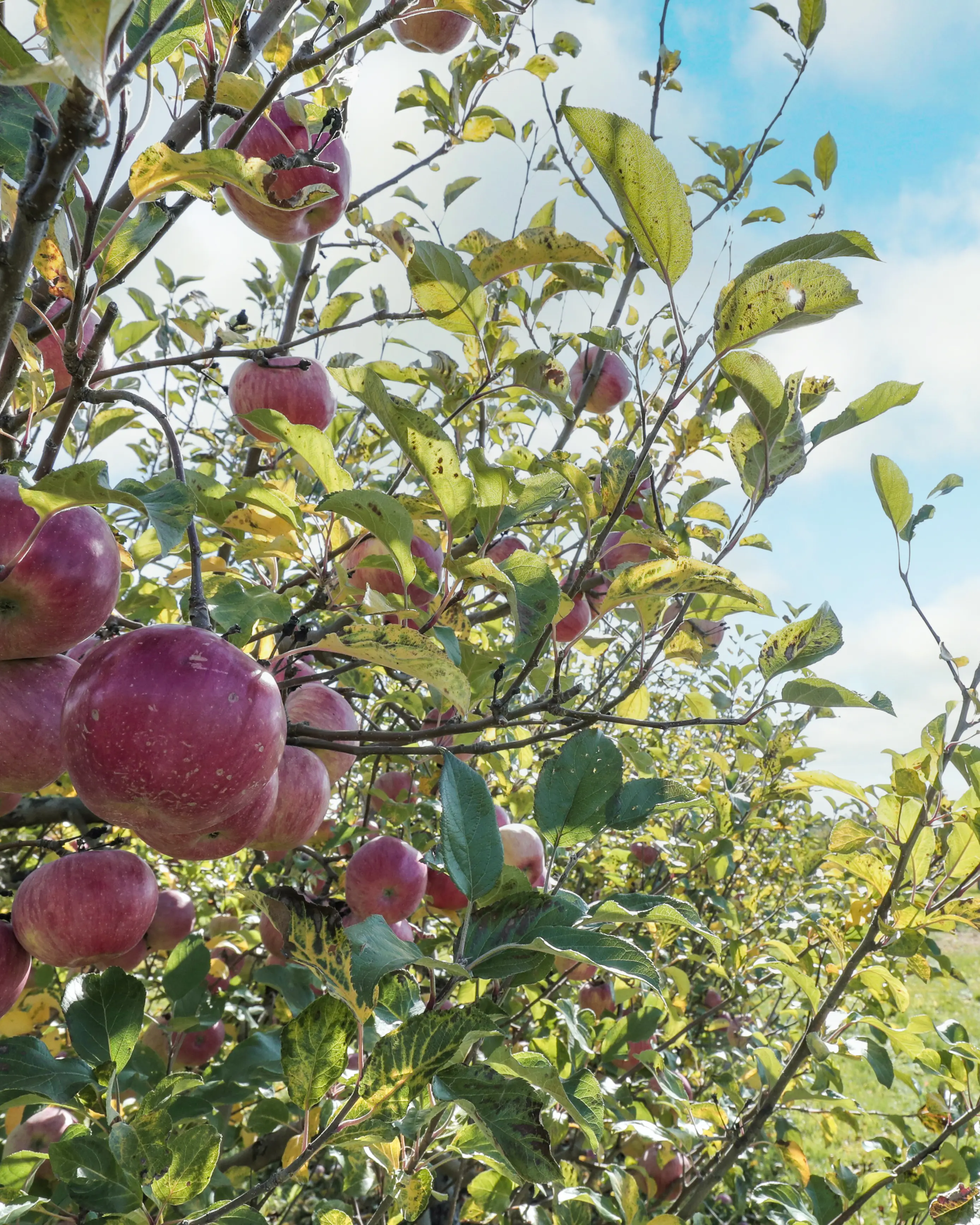A fall image of the orchard at Ocala Winery in Port Perry, Ontario.